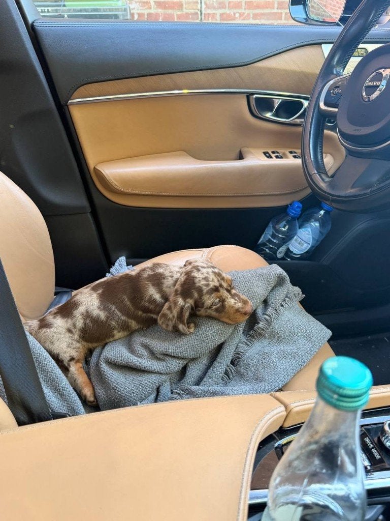 Teckel merle, Dieren en Toebehoren, Honden | Chihuahua's en Gezelschapshonden, Particulier, 15 weken tot 1 jaar, Buitenland, Parvo