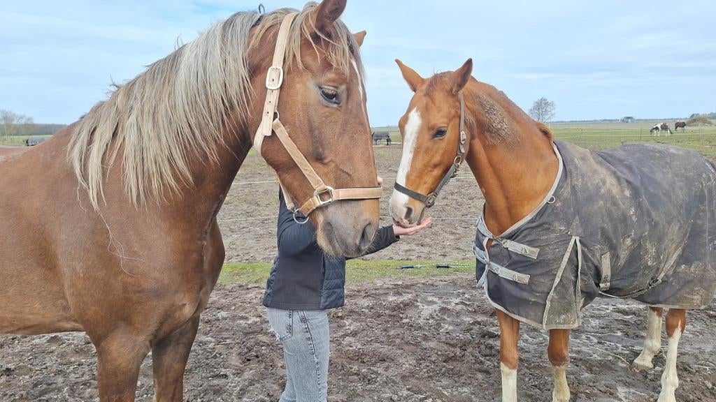 Te koop: Veelbelovende Gelderse ruin, Met stamboom, Ruin, Zadelmak, Tuigpaard