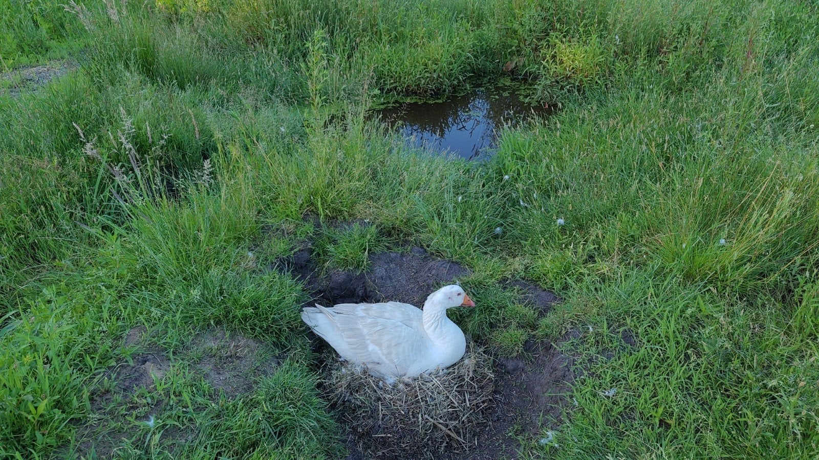 Gezocht met spoed ganzen- of eenden kuiken(s) voor onze gans, Meerdere dieren