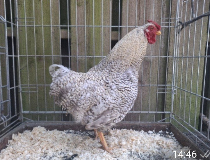 Kippenopvang zoekt goede plek voor deze mooie krielhaan!, Dieren en Toebehoren, Pluimvee, Mannelijk, Kip