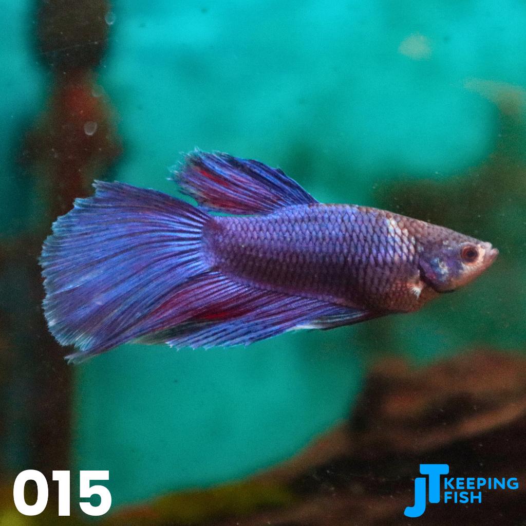 Betta Male Super Delta (EIGEN KWEEK) - Siamese Kempvis (015), Dieren en Toebehoren, Vissen | Aquariumvissen, Vis, Zoetwatervis
