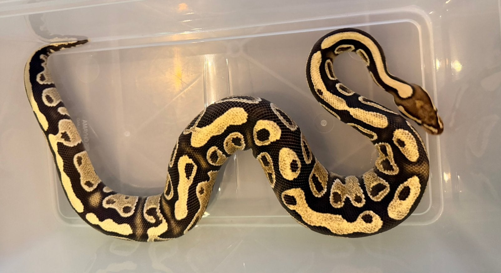 Mooie jonge ballpython, Dieren en Toebehoren, Slang, 0 tot 2 jaar