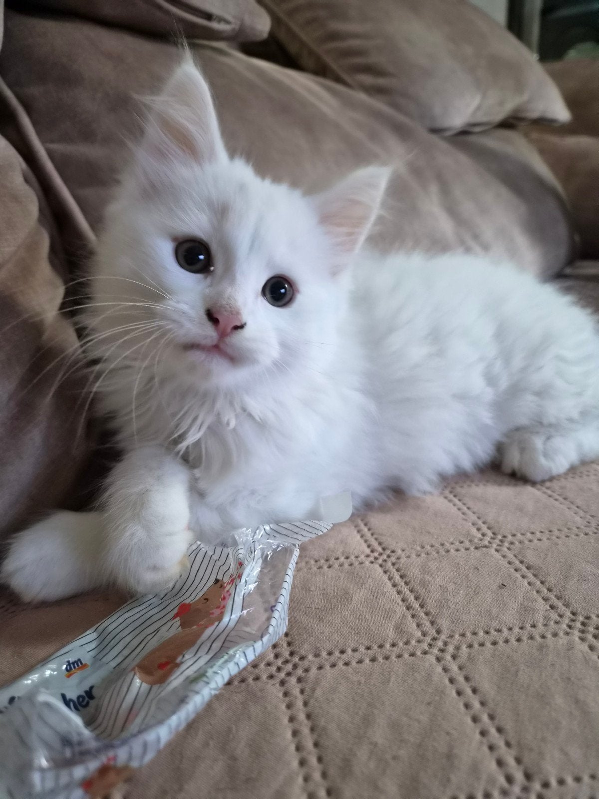 ♡  maine coon kitten    ♡, Dieren en Toebehoren, Kater, Ontwormd, 0 tot 2 jaar