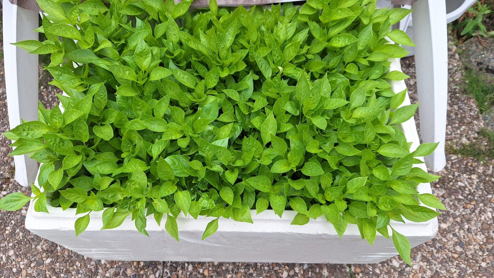 Jonge plant - pittige peper, Tuin en Terras, Planten | Tuinplanten, Ophalen of Verzenden, Groenteplanten