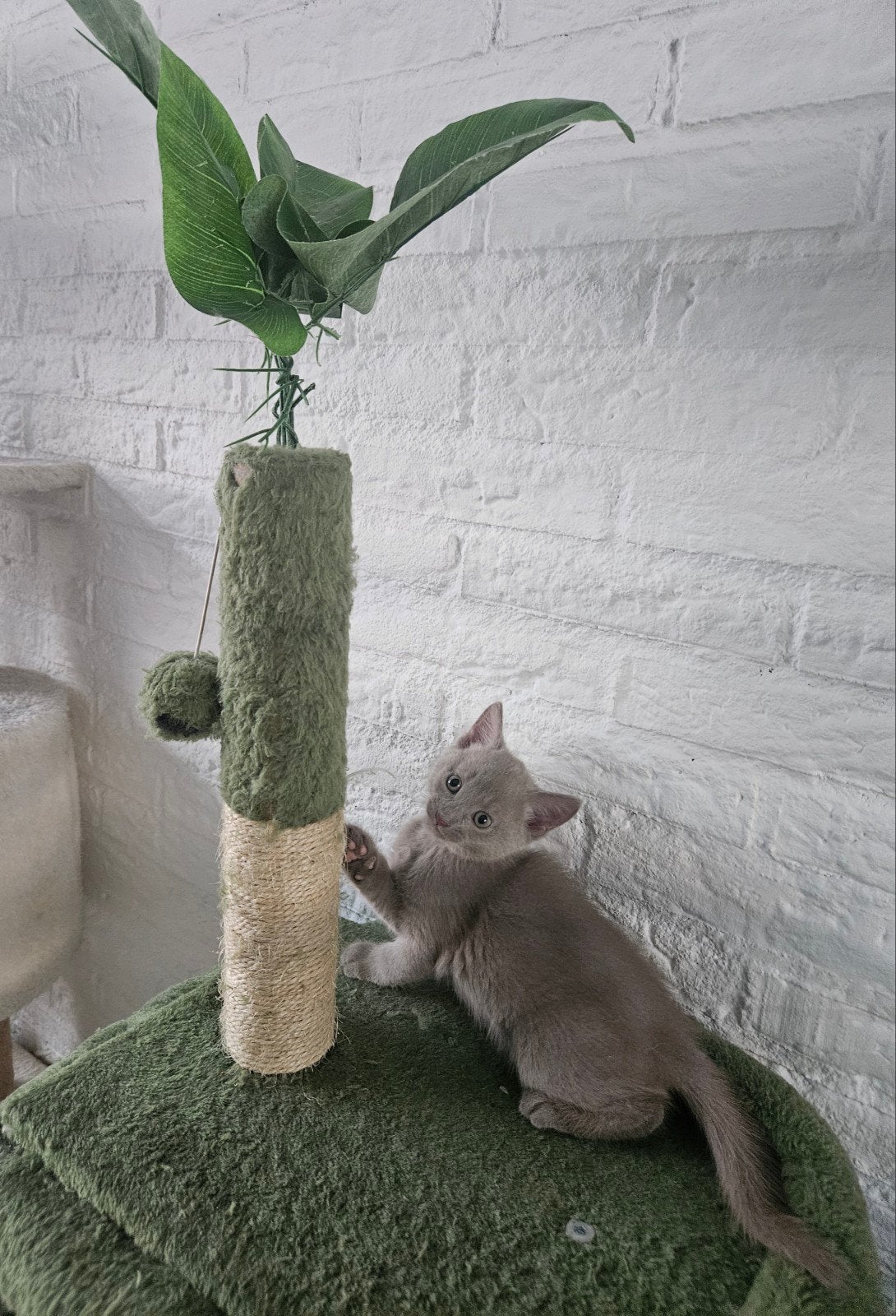 Blauwe rus  × Blauwe rus  kittens, Meerdere dieren, Ingeënt, 0 tot 2 jaar