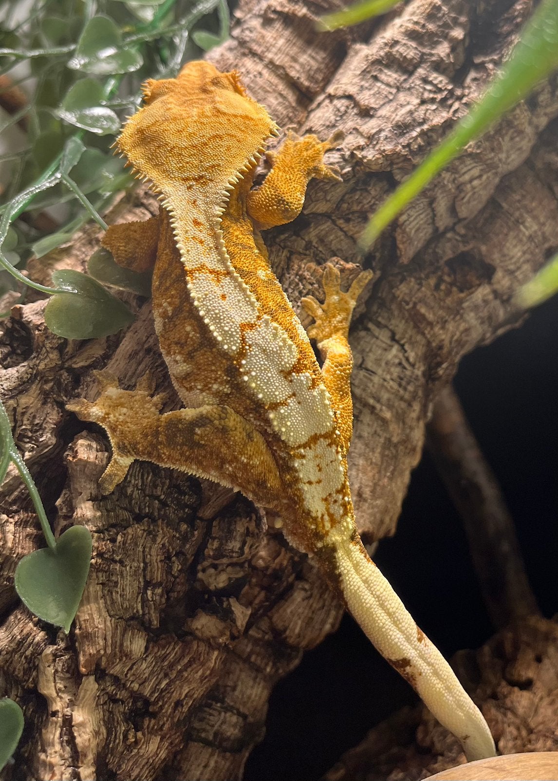 0.1 extreem White tricolor Lilly white wimpergekko, ciliatus Crested Gecko photo 6