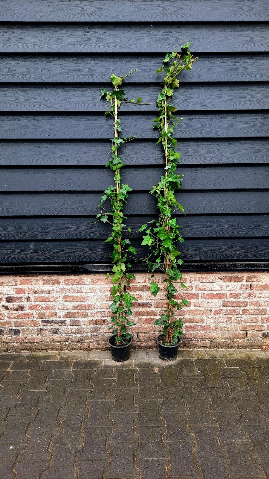 Hedera Hibernica 🌿 wintergroen, Ophalen, Overige soorten, 100 tot 250 cm