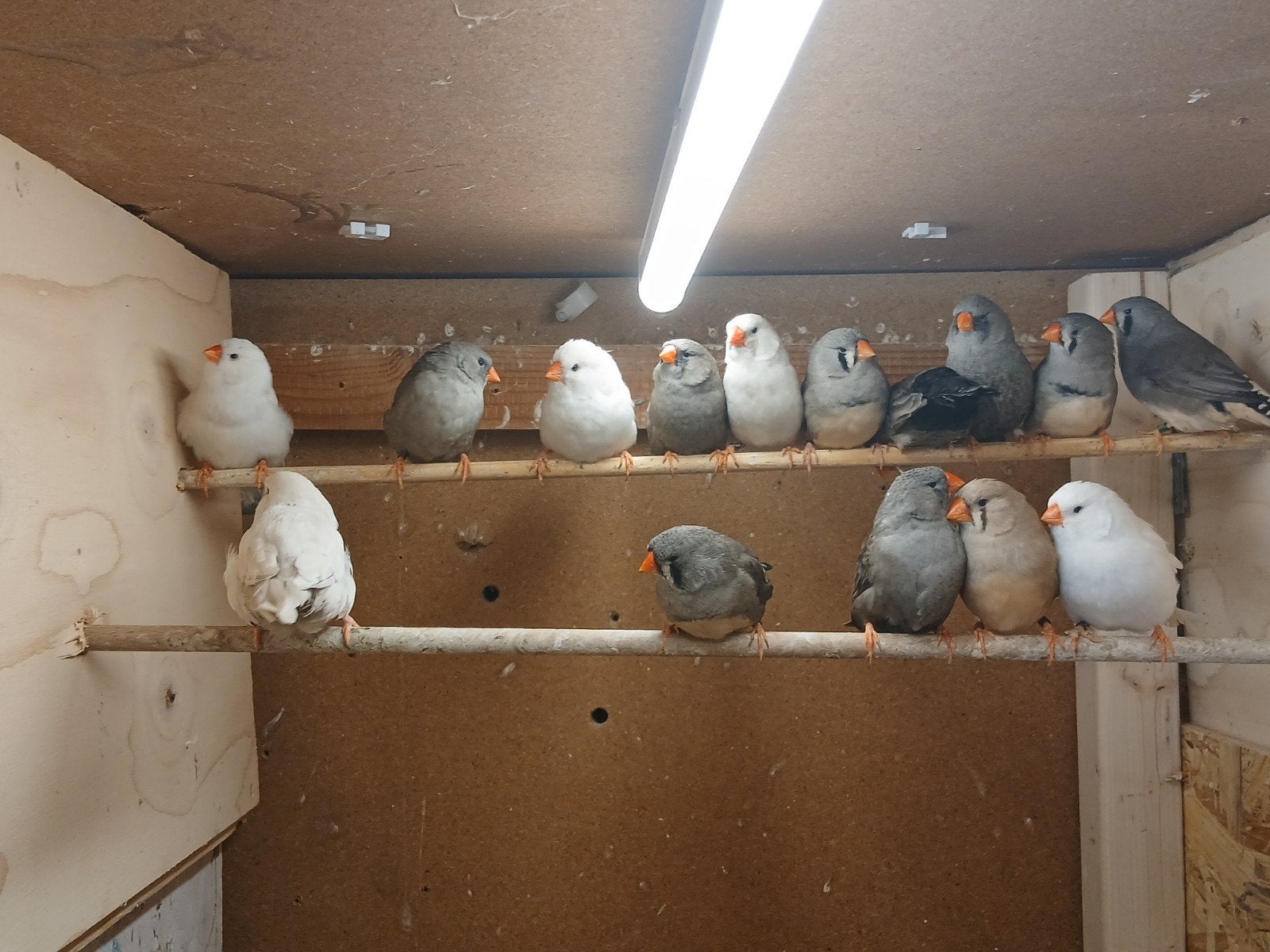 ongeveer 15 koppels zebravinken, Dieren en Toebehoren, Vogels | Overige Vogels, Meerdere dieren