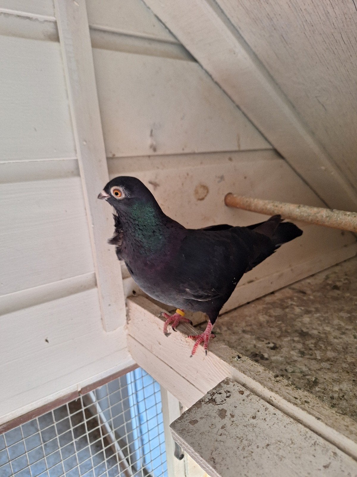 Figurita valentcia, Dieren en Toebehoren, Vogels | Duiven, Vrouwelijk