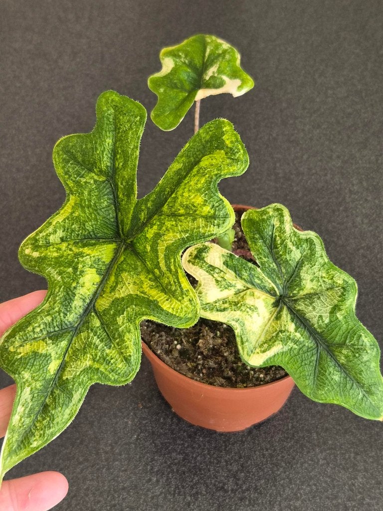 Alocasia Jacklyn Aurea, Huis en Inrichting, Kamerplanten, Ophalen of Verzenden, Halfschaduw, Minder dan 100 cm