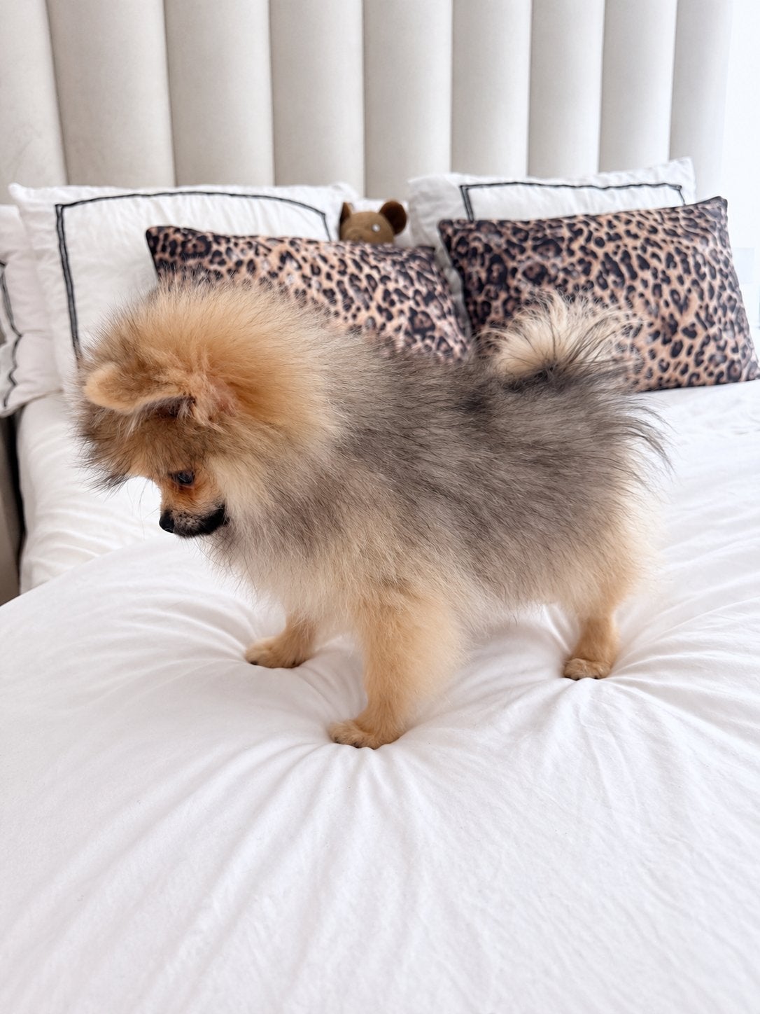 Pomeranian | Pomeriaan | Reu | FCI | Stamboom, Dieren en Toebehoren, Particulier, Keeshond, 15 weken tot 1 jaar, Reu