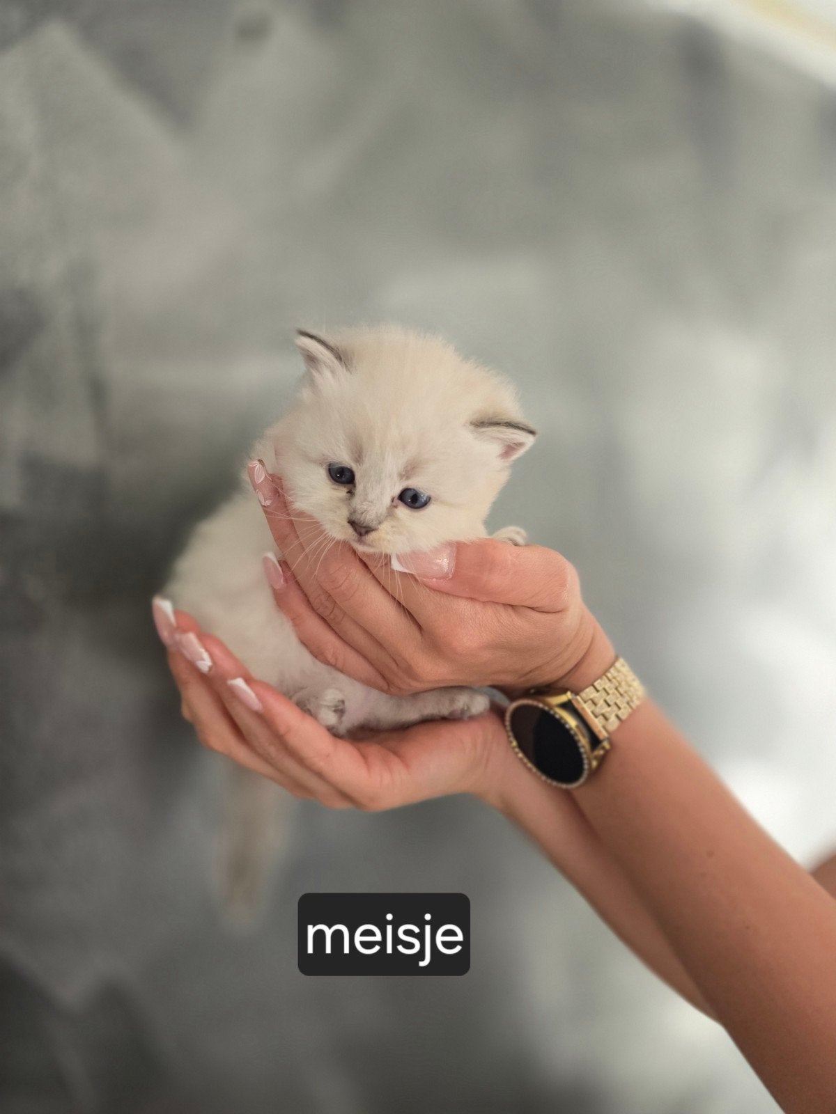 Siberische kittens Neva Masquerade HYPOALLERGIESCHE, Meerdere dieren, Gechipt, 0 tot 2 jaar