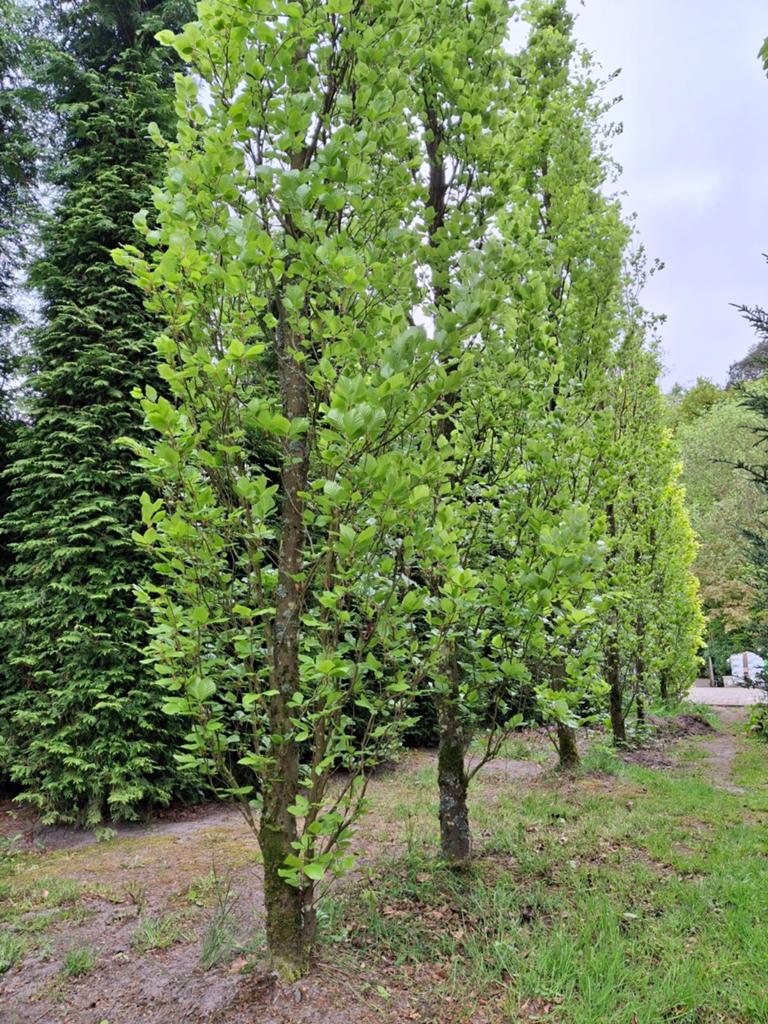 Groene Zuilbeuk - Fagus sylvatica 'Dawyck Gold' | 7+ meter, Tuin en Terras, Planten | Bomen, Bloeit niet, Zuilboom, 400 cm of meer