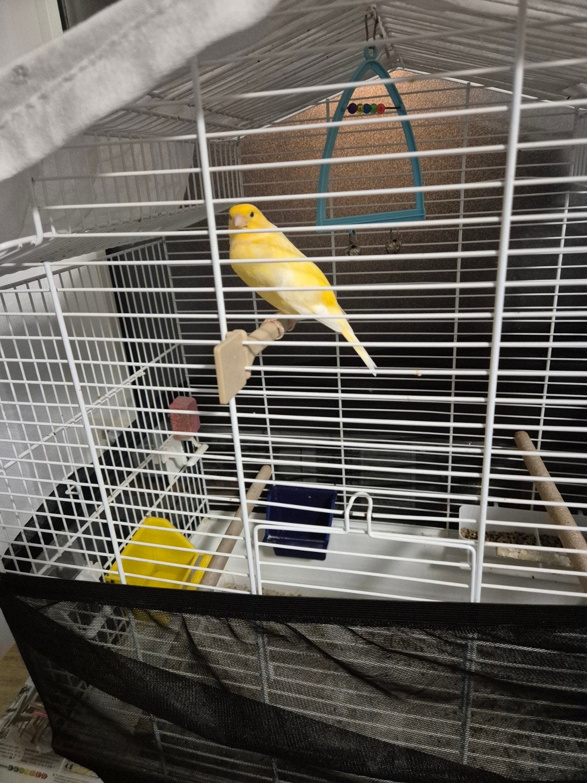 Prachtige geel-citroenkleur, Mannelijk, Zangkanarie
