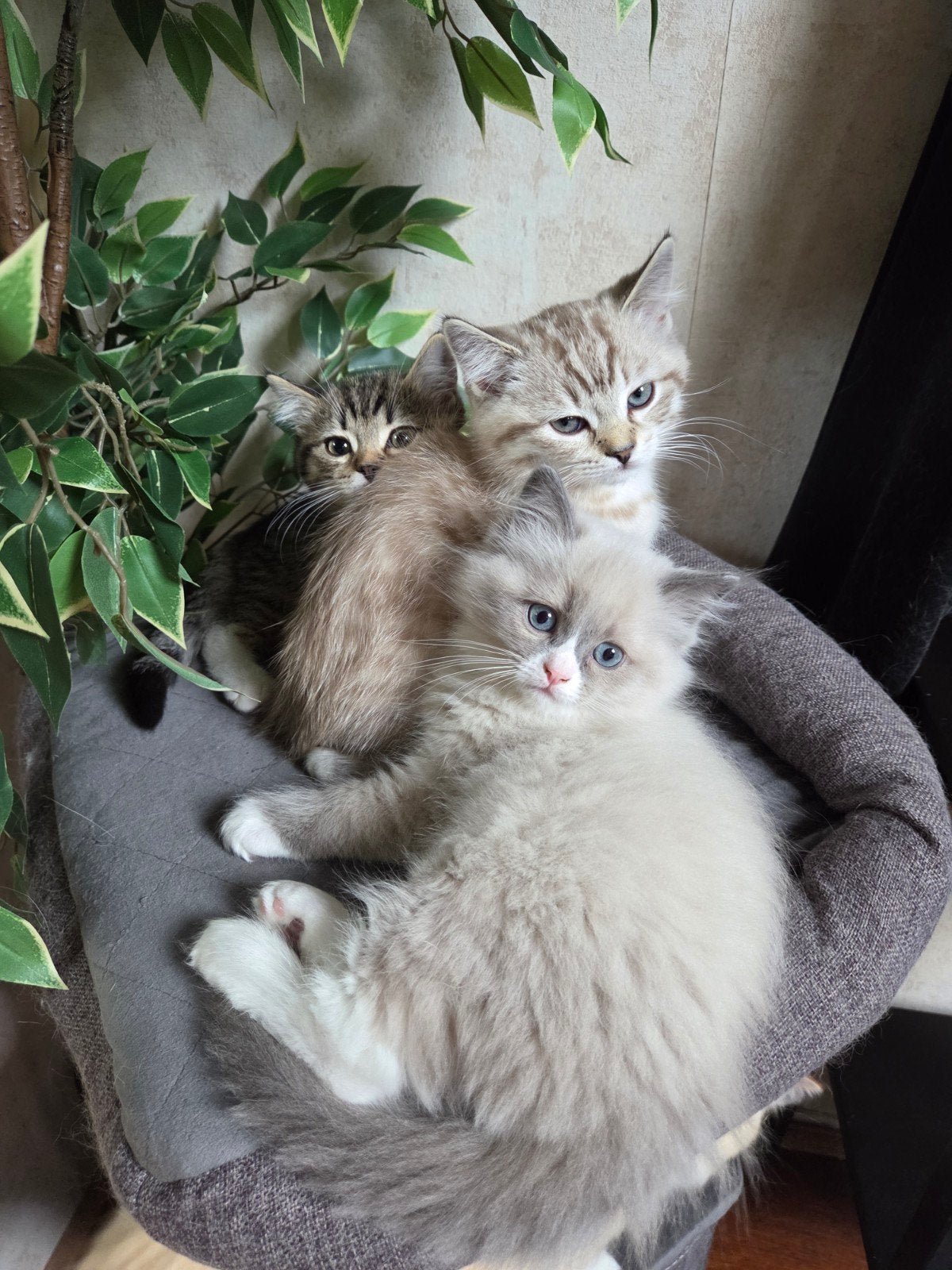 Ragdoll x brits korthaar kittens, Dieren en Toebehoren, Kater, 0 tot 2 jaar