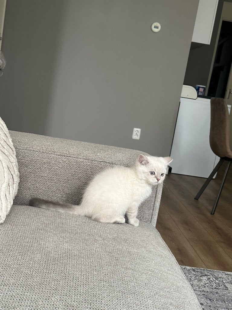 Britisch blue point kitten, Dieren en Toebehoren, Poes, Ontwormd