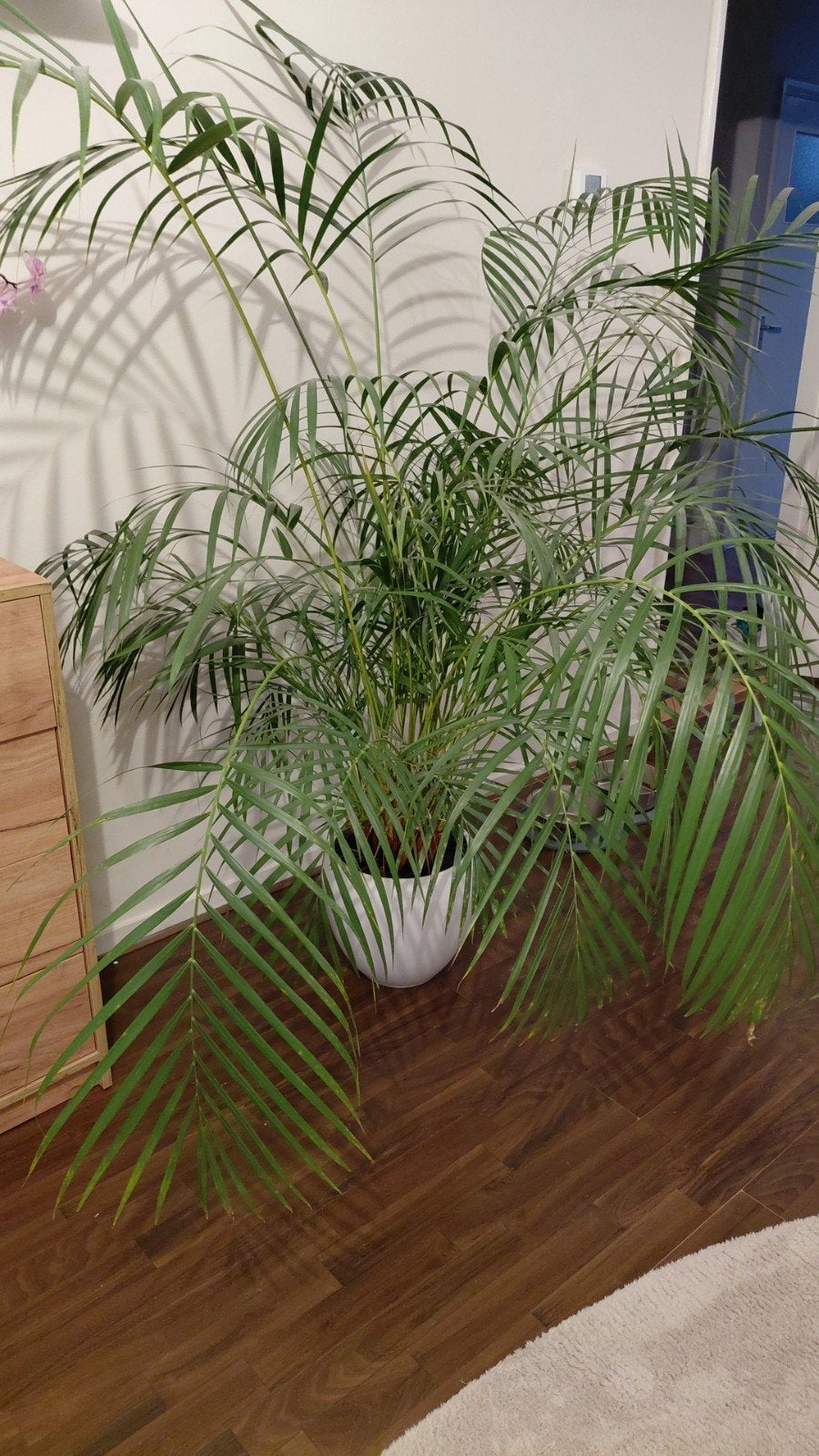 Goudpalm (Dypsis lutescens) - Grote Areca Palm, Huis en Inrichting, Ophalen, 100 tot 150 cm, Palm, Halfschaduw