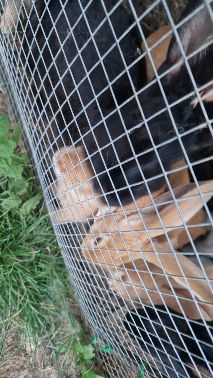 5 Groot Lotharinger / Vlaamse reus, Dieren en Toebehoren, Groot