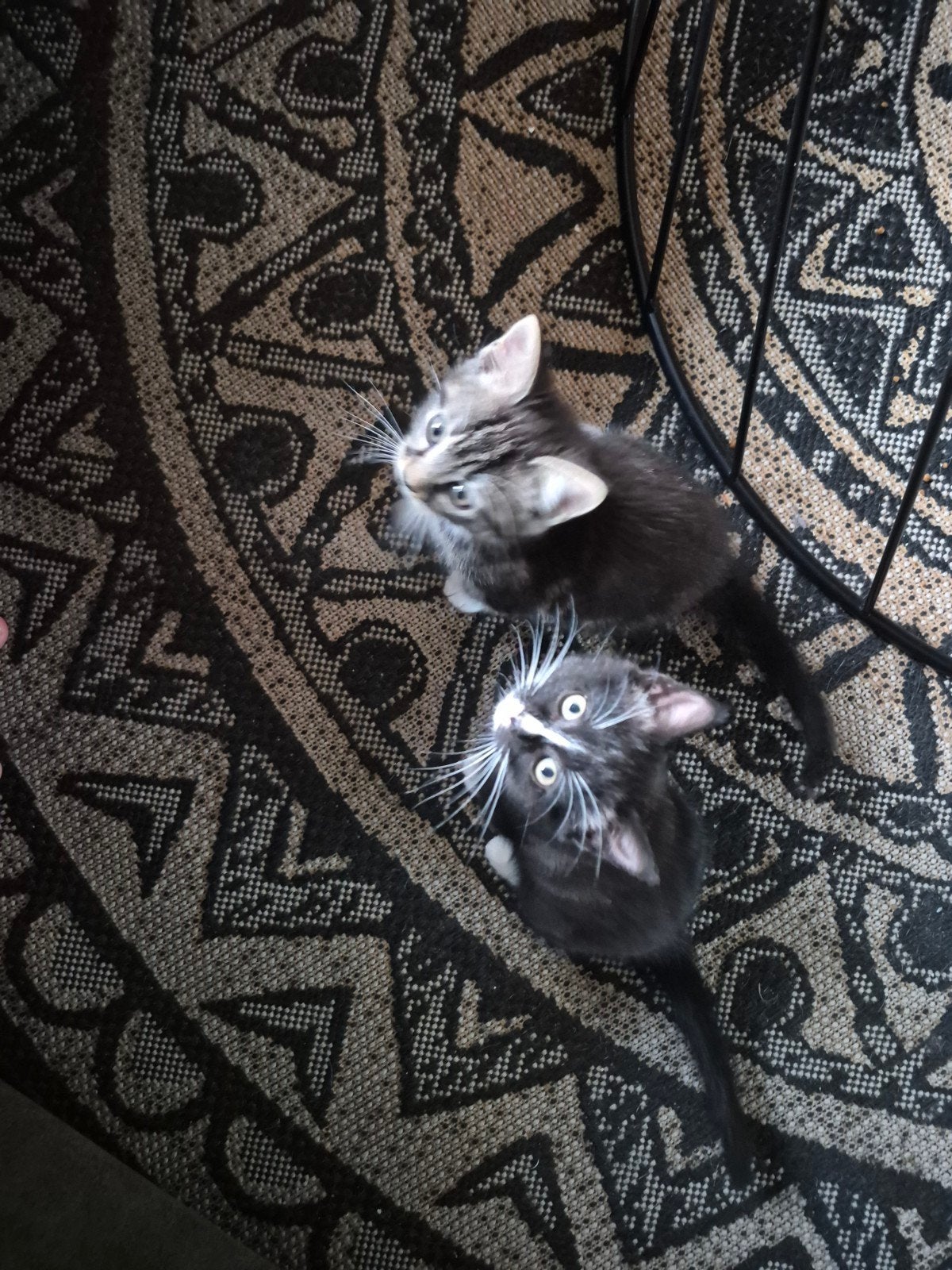 2 lieve kittens, Dieren en Toebehoren, Katten en Kittens | Overige Katten, Poes