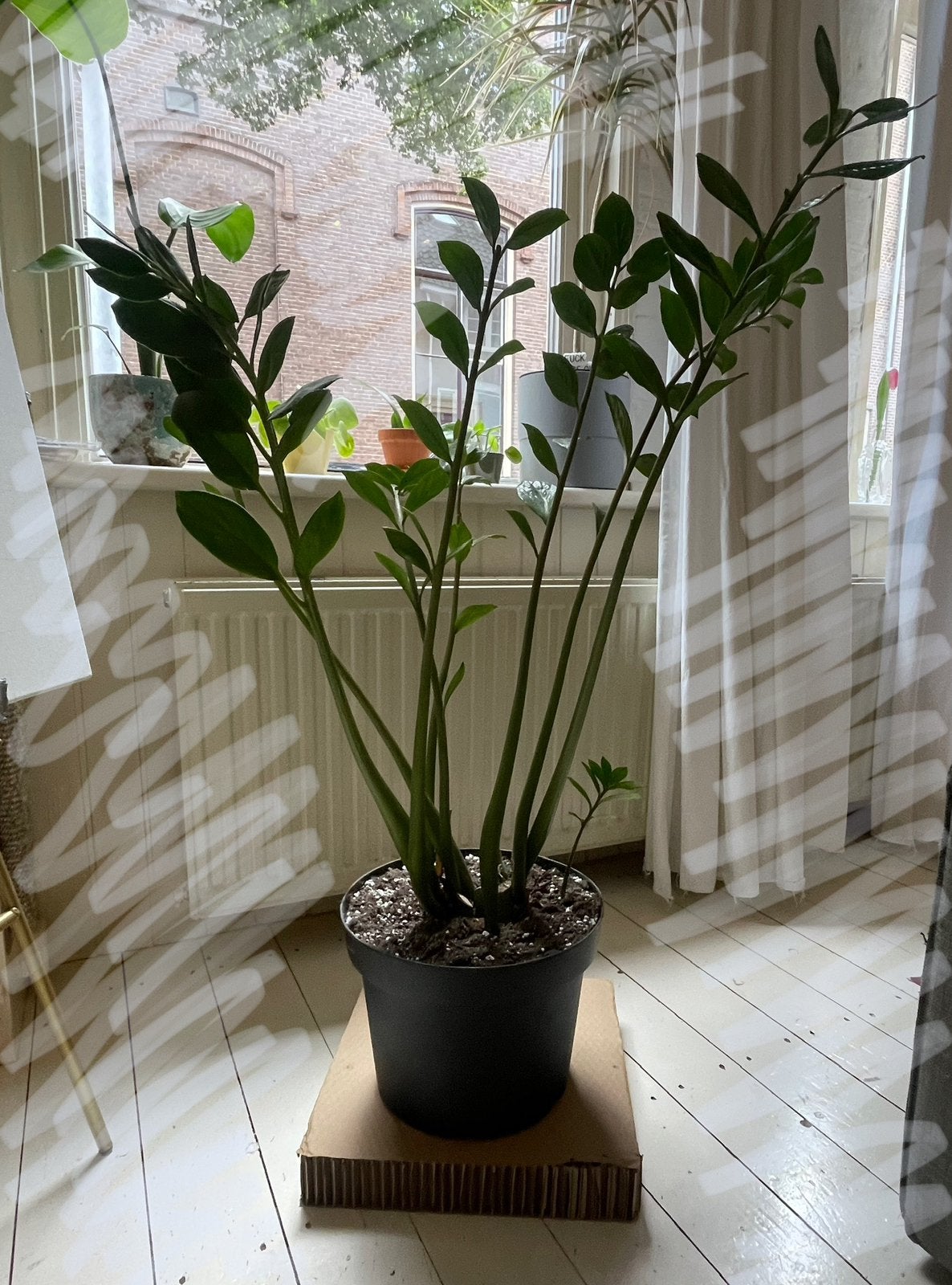 Grote ZZ plant, Ophalen, Halfschaduw, Minder dan 100 cm