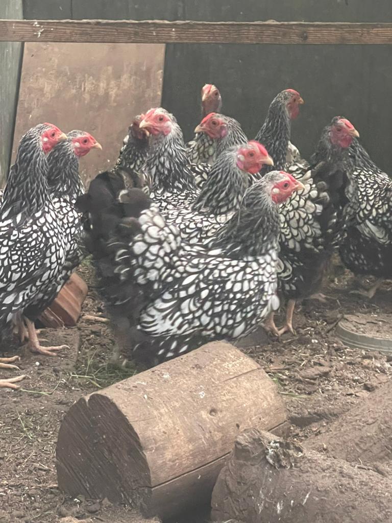 Verschillende kleuren Wyandotte kriel hennen van 11 maanden, Dieren en Toebehoren, Pluimvee, Vrouwelijk, Kip