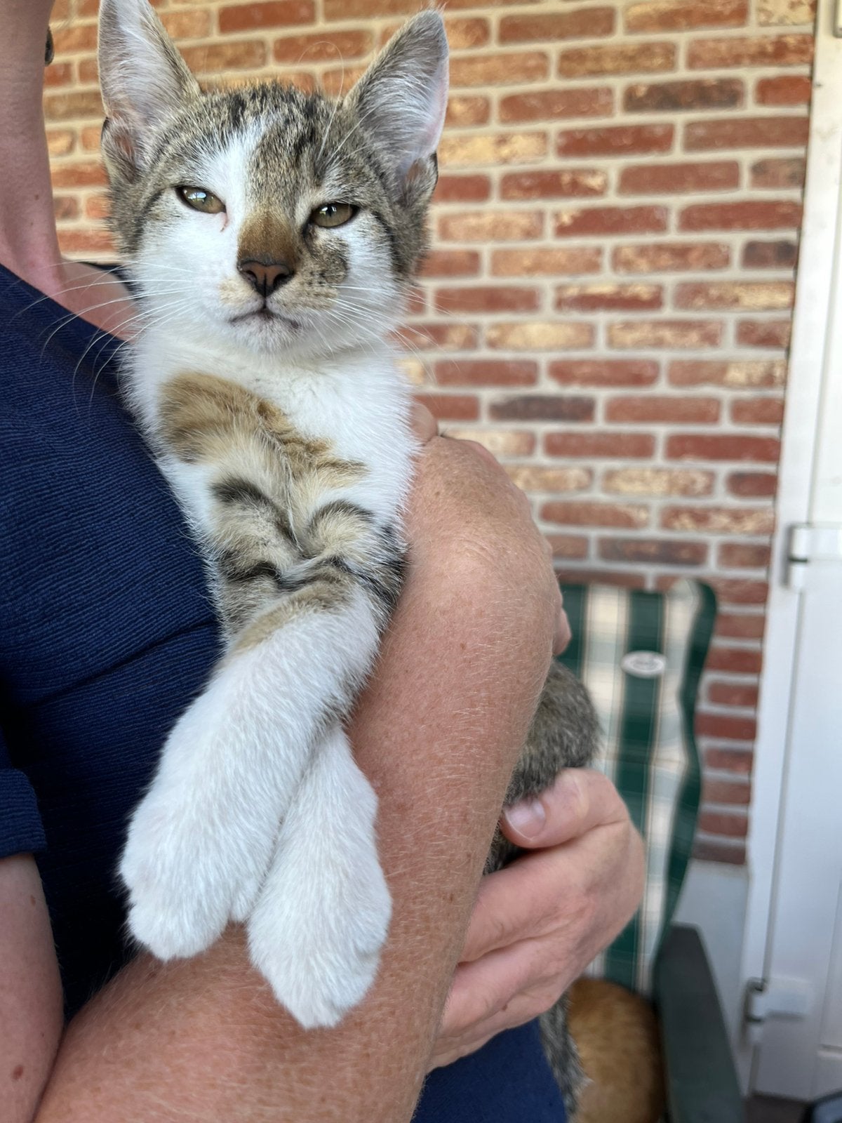 Leuke vrolijke kittens mogen nu naar hun nieuwe baasje!, Kater