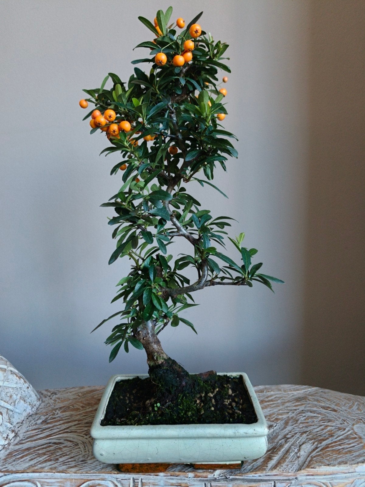 pyracantha Bonsai, Bloeit niet, Halfschaduw, Minder dan 100 cm, Overige soorten
