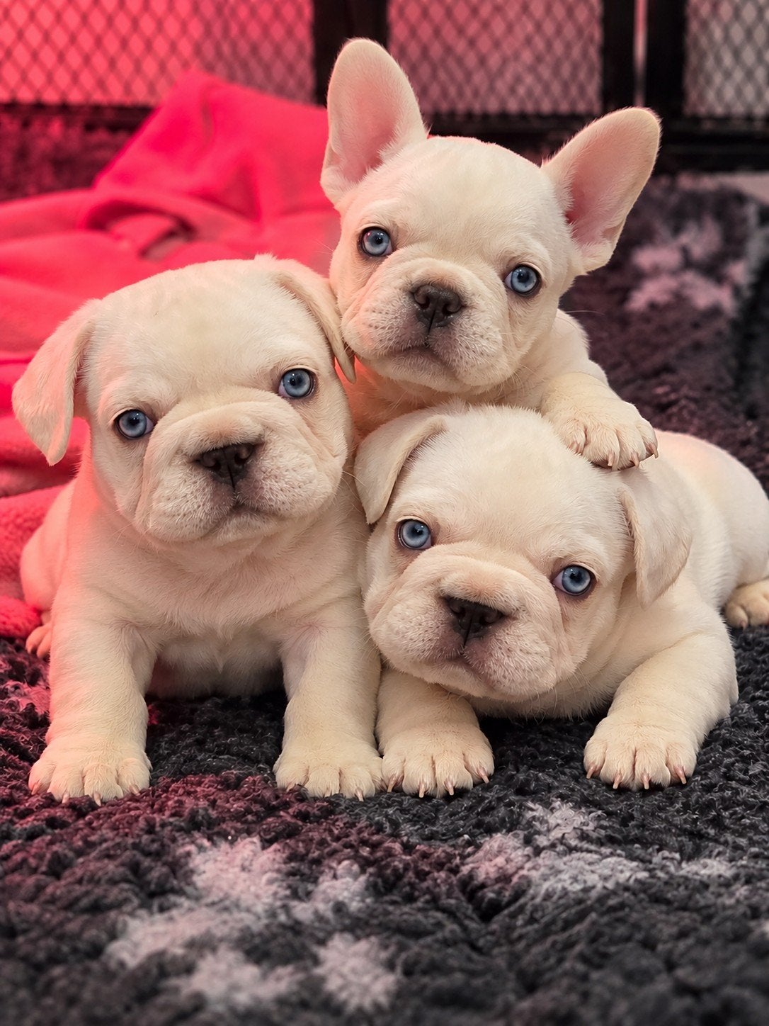 franse bulldog pups (topcombinatie!)laatste pupje!, België, Fokker | Hobbymatig, 8 tot 15 weken, Bulldog