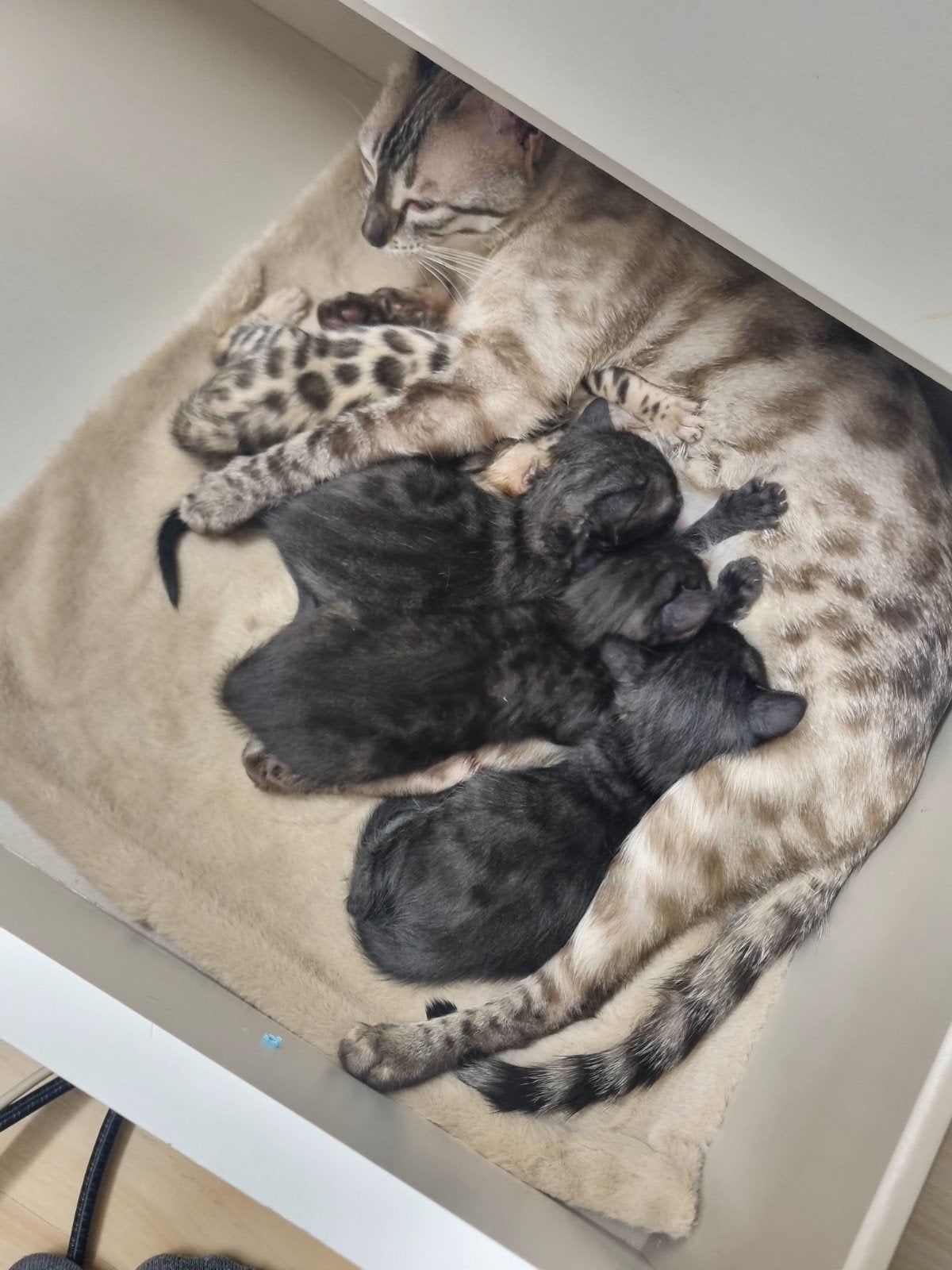 bengaalse kittens, Kater, Ontwormd, 0 tot 2 jaar