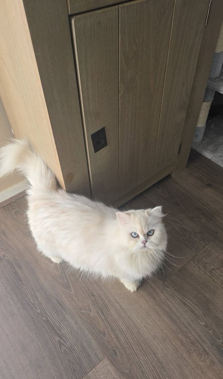 Brits langhaar zoekt een nieuw thuis, Poes, Met stamboom, 3 tot 5 jaar