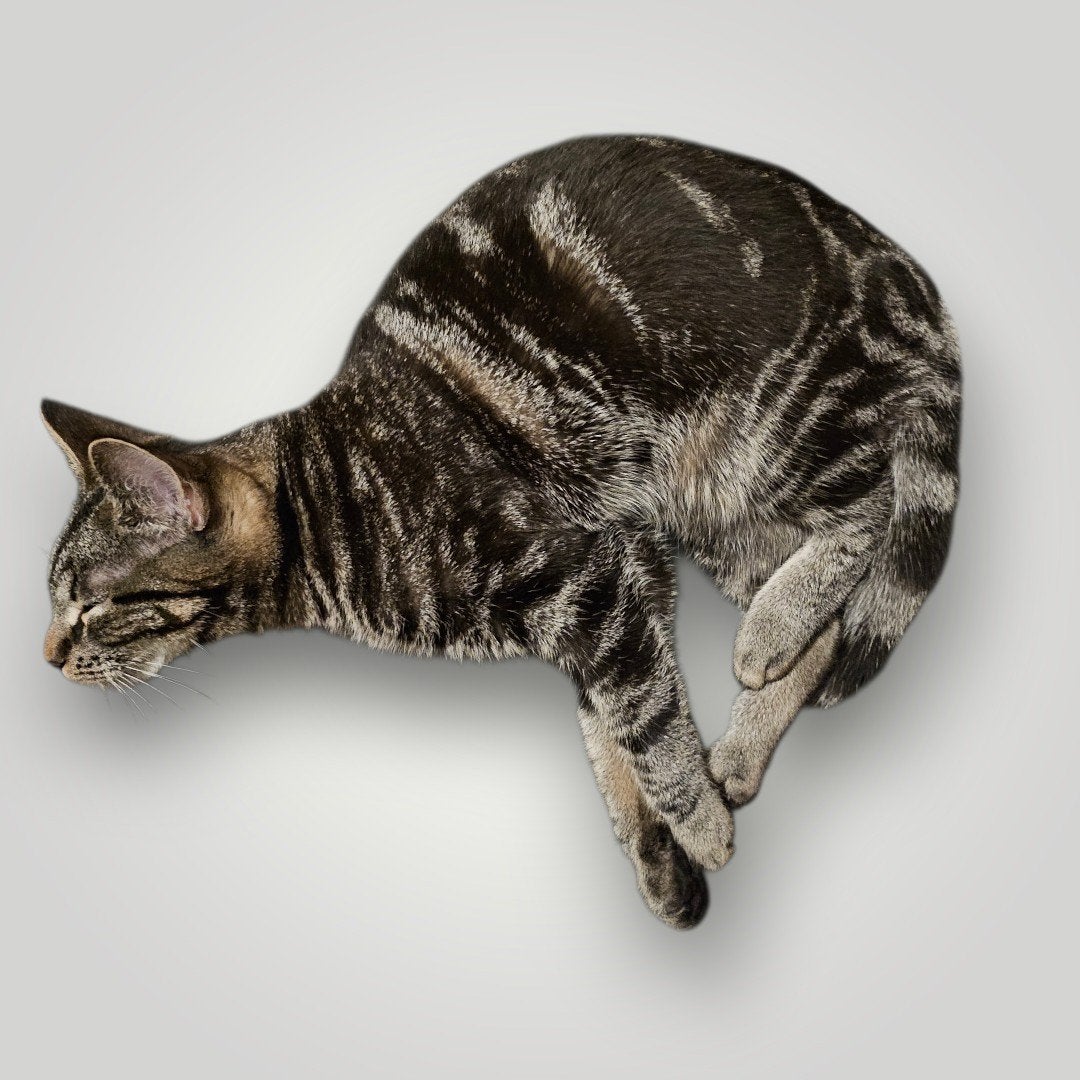 supermooi "classic tabby" poesje, Dieren en Toebehoren, Poes