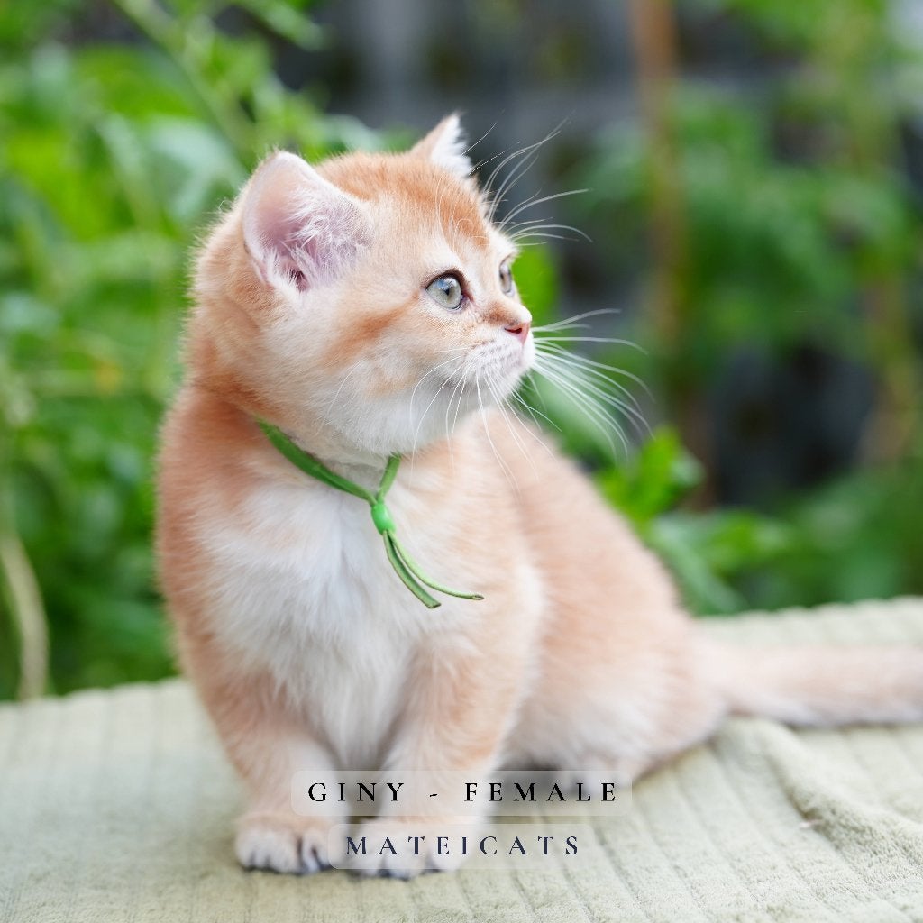 British Shorthair Black Golden NY11, Dieren en Toebehoren, Meerdere dieren, Met stamboom, 0 tot 2 jaar