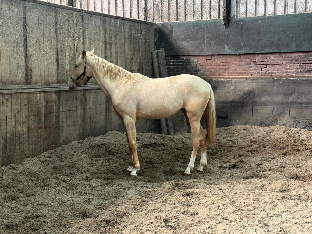 2 Jarig Palomino Projectpaard!, Dieren en Toebehoren, Paarden, Merrie, Dressuurpaard, 3 tot 6 jaar