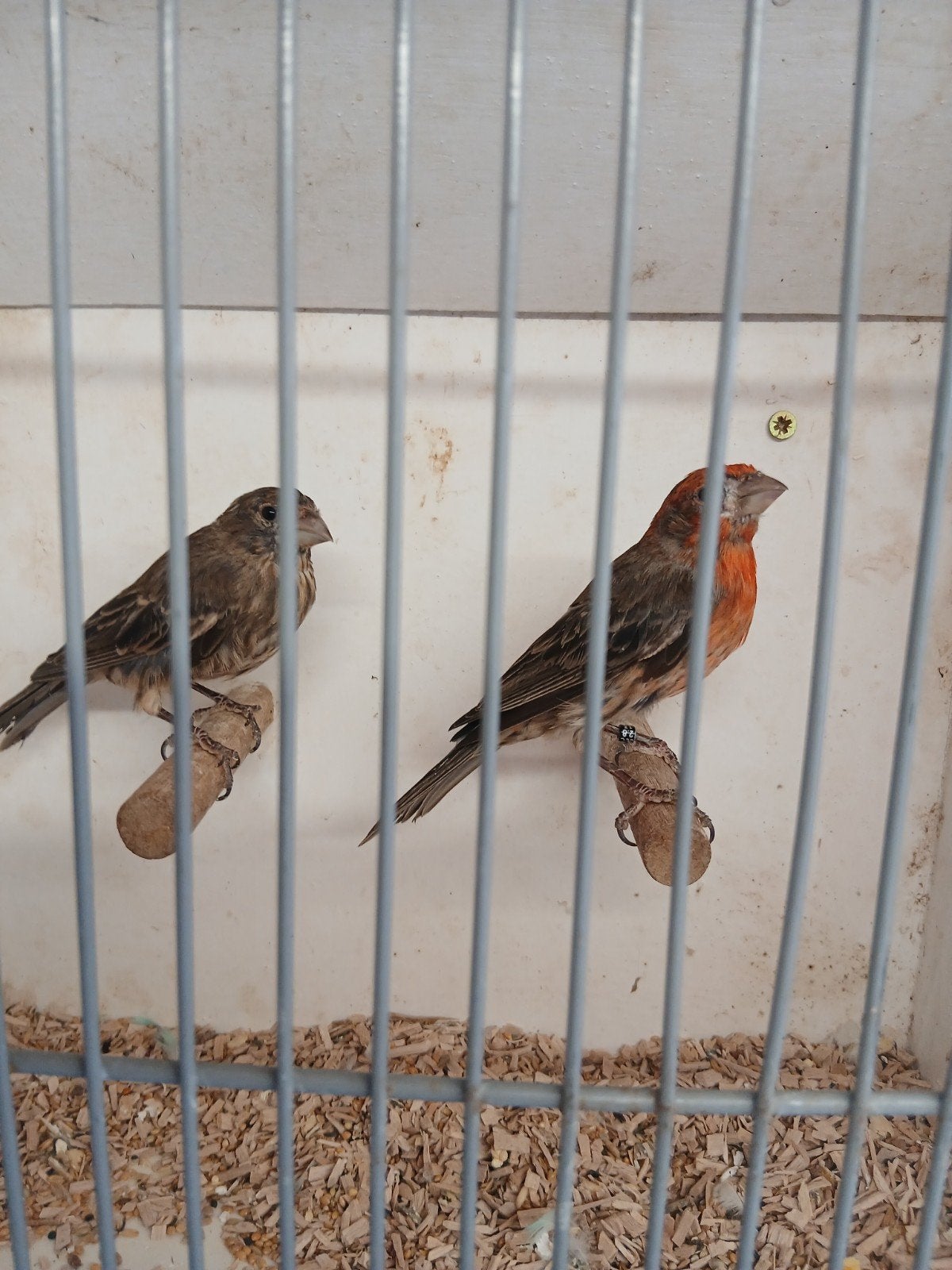 Mooie koppels Mexicaanse rood mussen, Meerdere dieren, Tropenvogel