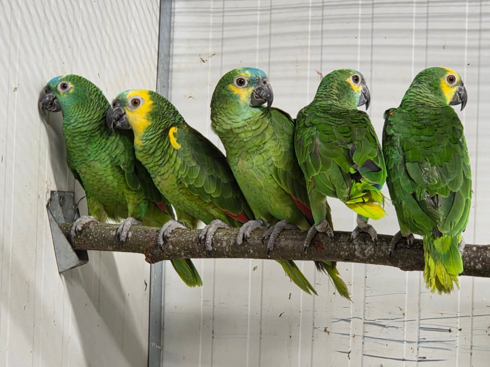 8-6 blauwvoorhoofd Amazone, Meerdere dieren, Papegaai, Geringd