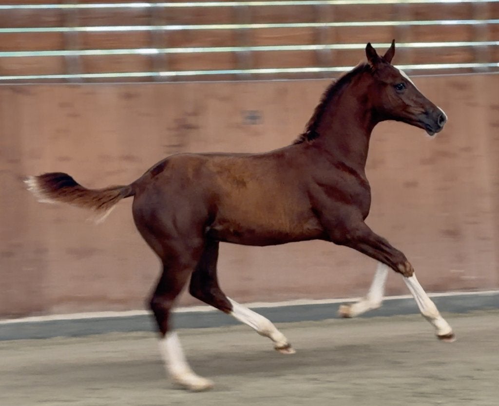 hengstveulen v. Drummer 2000 TN x Douglas, Dieren en Toebehoren, Springpaard, Minder dan 160 cm, Met stamboom, Niet van toepassing