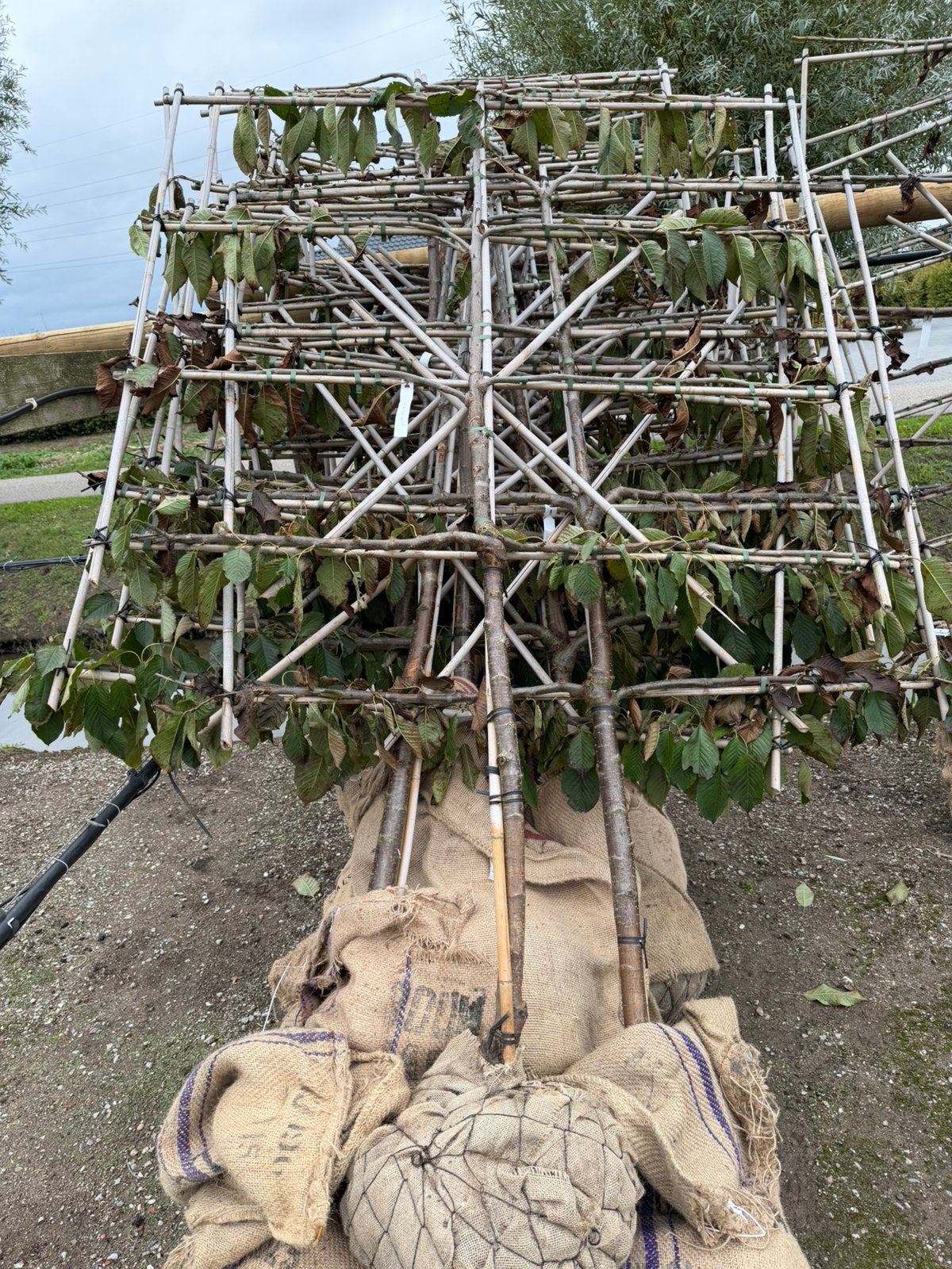 Leifruitbomen te koop!, Tuin en Terras, Ophalen, Leiboom, Halfschaduw, Lente