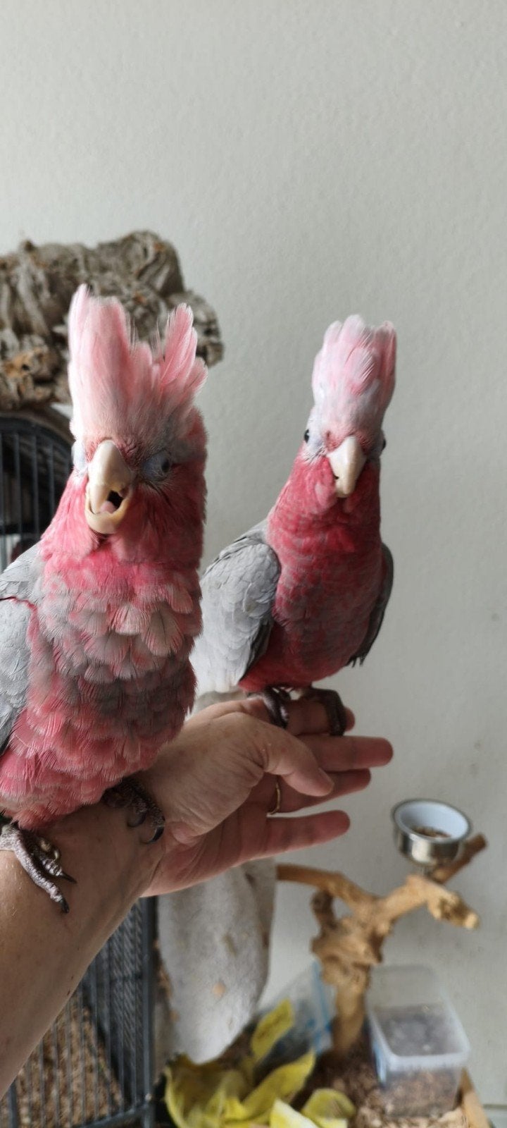 Rose kaketoes super tam alvast te reserveren., Meerdere dieren, Papegaai, Tam