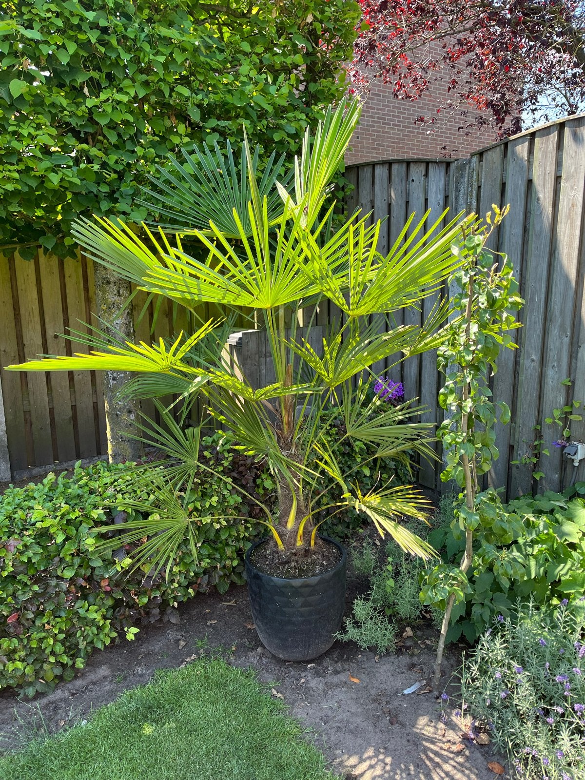 Trachycarpus Fortunei - Winterharde Palmboom, Tuin en Terras, Volle zon, Vaste plant, Bloeit niet, Ophalen
