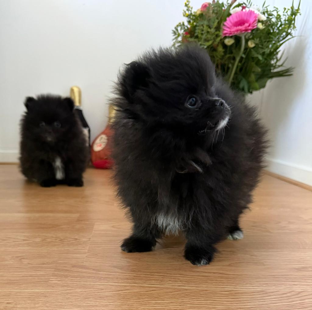 Pomeriaan / Pomerianen tea cup Bearface pups te koop, Keeshond, 8 tot 15 weken, Parvo, Meerdere dieren