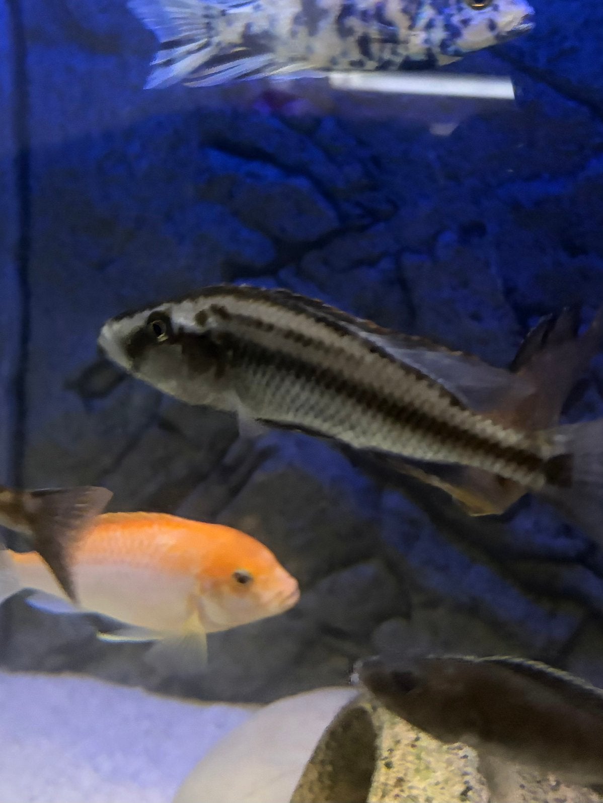 te koop trio Dimidiochromis compressiceps, Vis