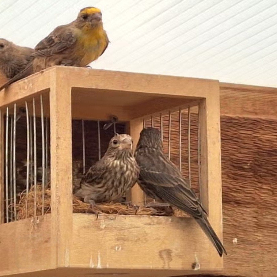 Mexicaanse roodmus, Meerdere dieren, Wildzangvogel