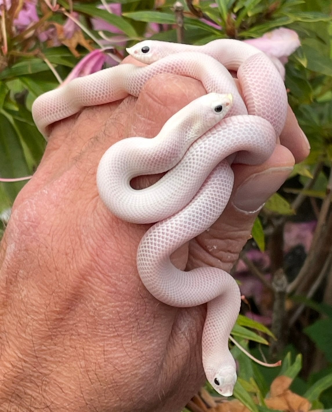 0.4 Heterodon nasicus LUCY VROUWEN Hognose Snake - female for sale from Barry