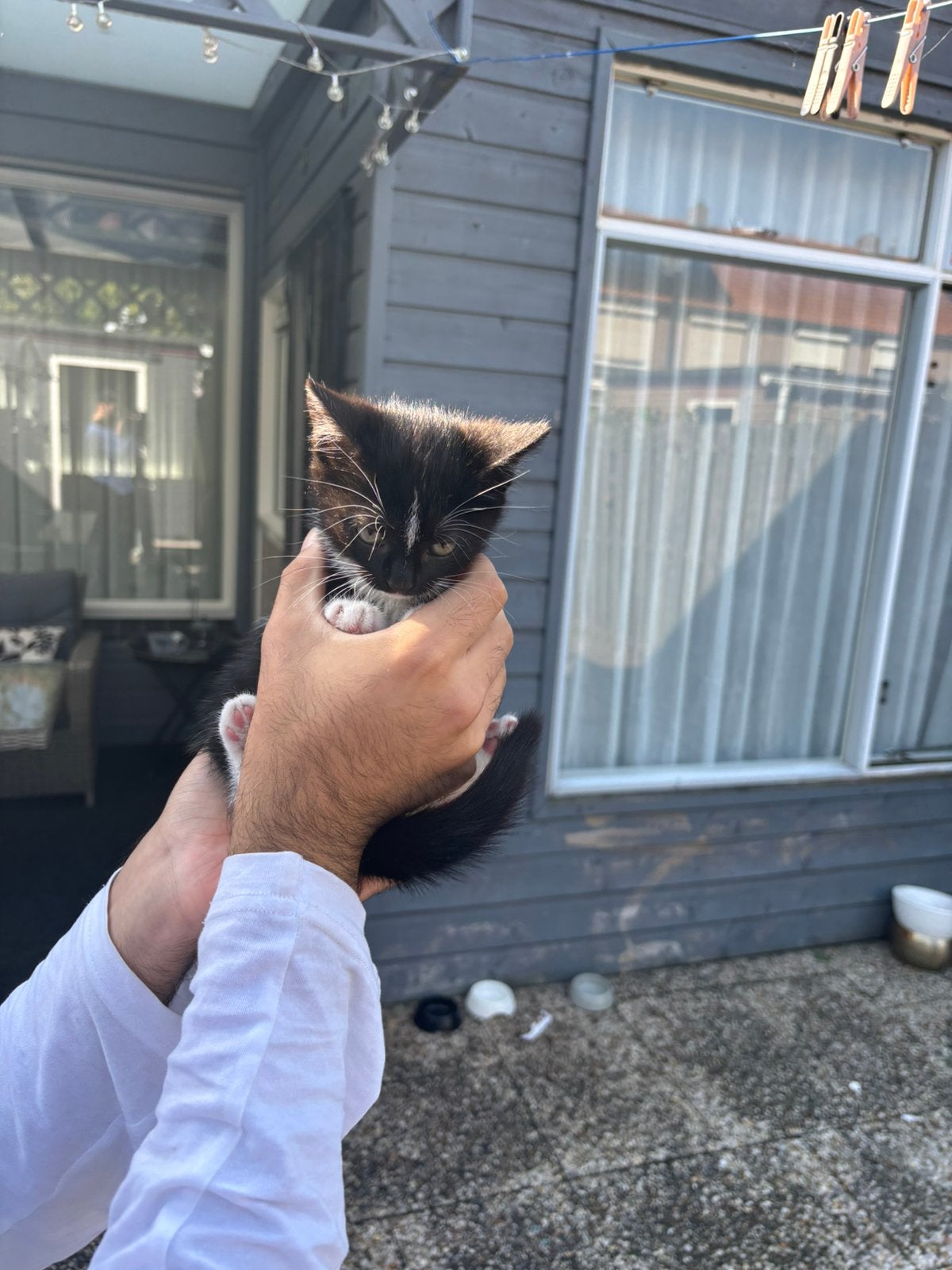 7 kittens gratis, Dieren en Toebehoren