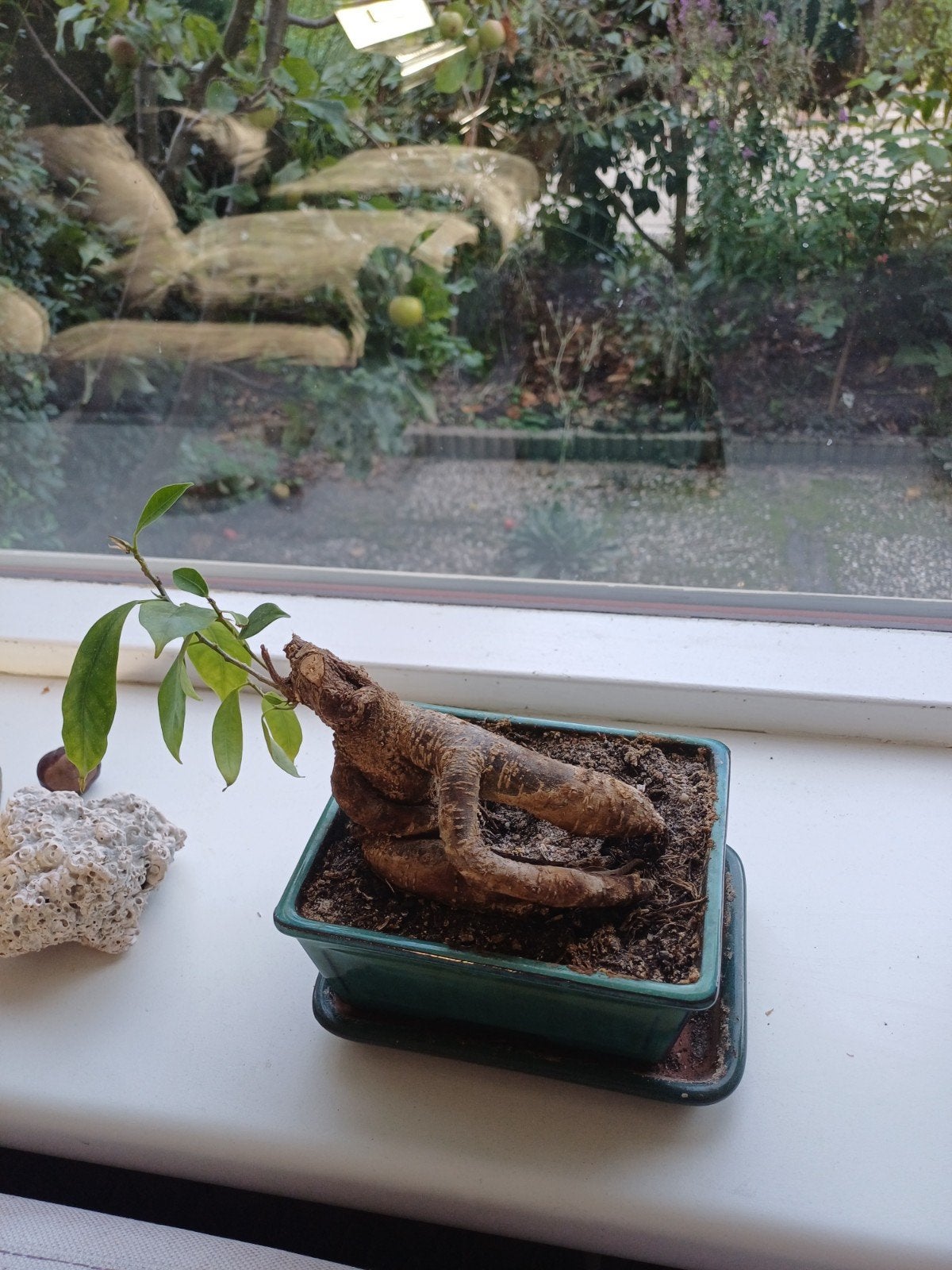 Unieke Bonsai Ficus Ginseng - Decoratieve Kamerplant, Huis en Inrichting, Ophalen, In pot, Minder dan 100 cm, Bonsai