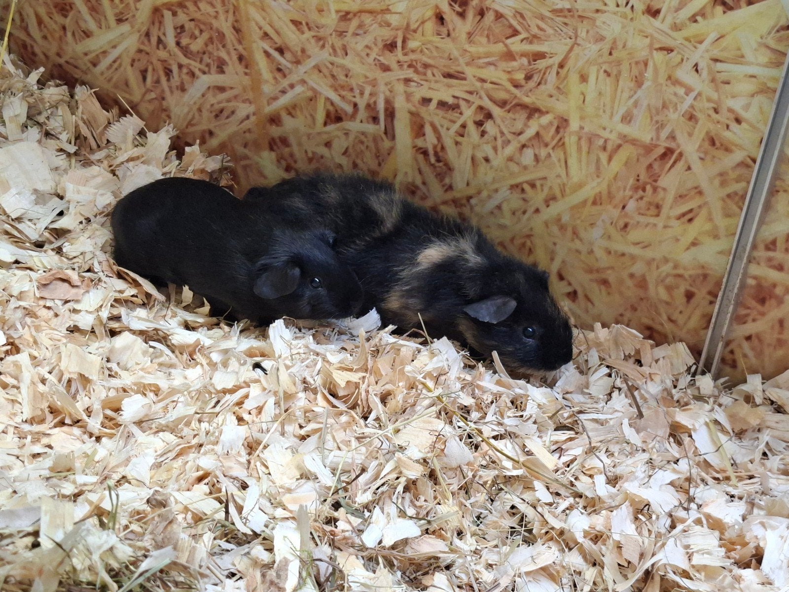 Leuke cavia beertjes, Dieren en Toebehoren, Knaagdieren, Mannelijk, Cavia, Juni