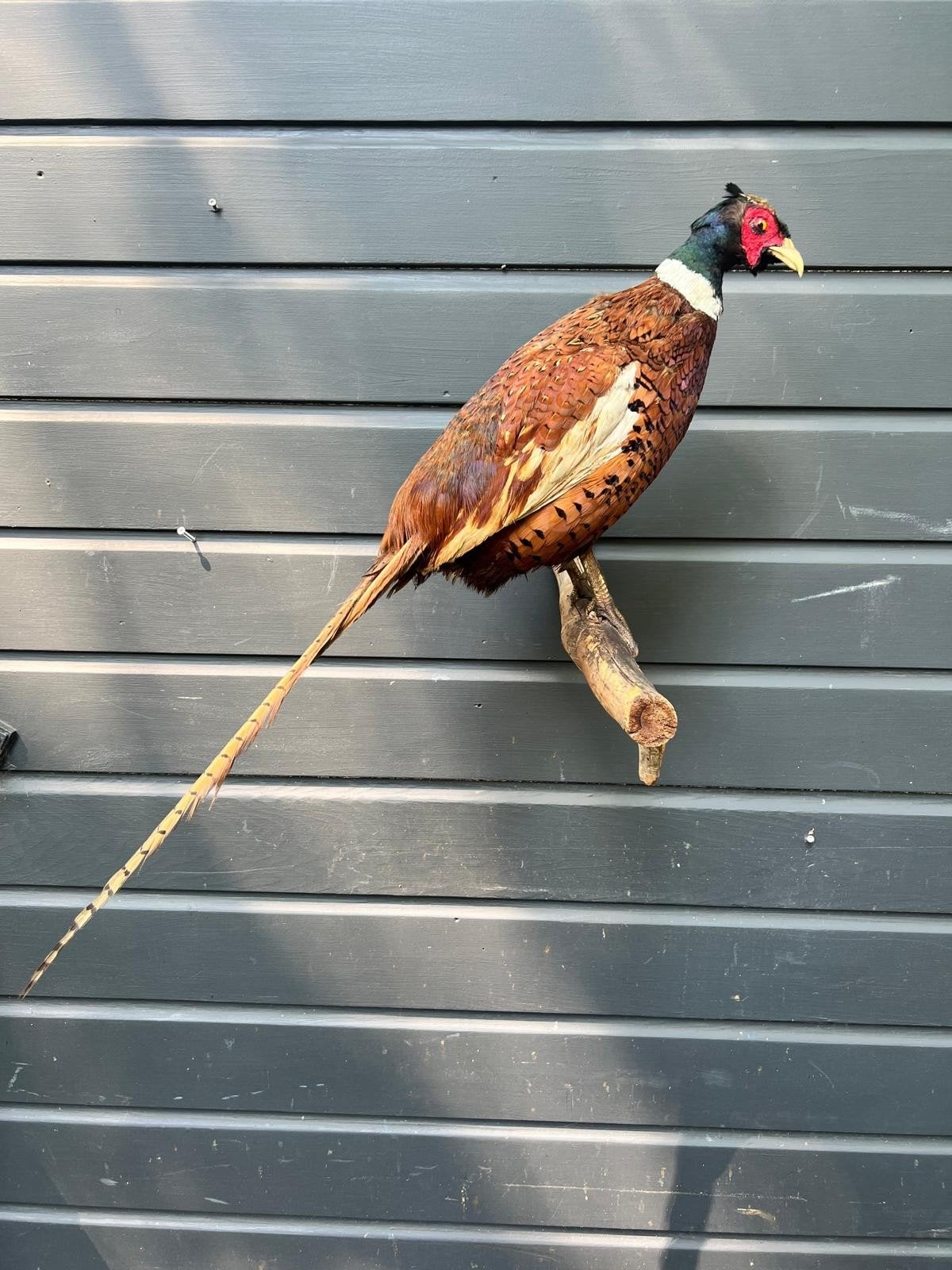 Prachtige Fazant, Ophalen of Verzenden, Zo goed als nieuw, Vogel, Opgezet dier