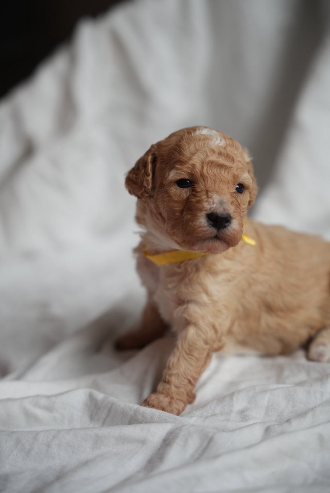 Pups kruising tussen dwergpoedel en labra doodle, Overige rassen, 8 tot 15 weken, Parvo, Meerdere