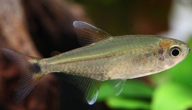Hemigrammus Rodwayi / wild form - Koidreams Valburg, Dieren en Toebehoren, Vissen | Aquariumvissen, Vis, Zoetwatervis