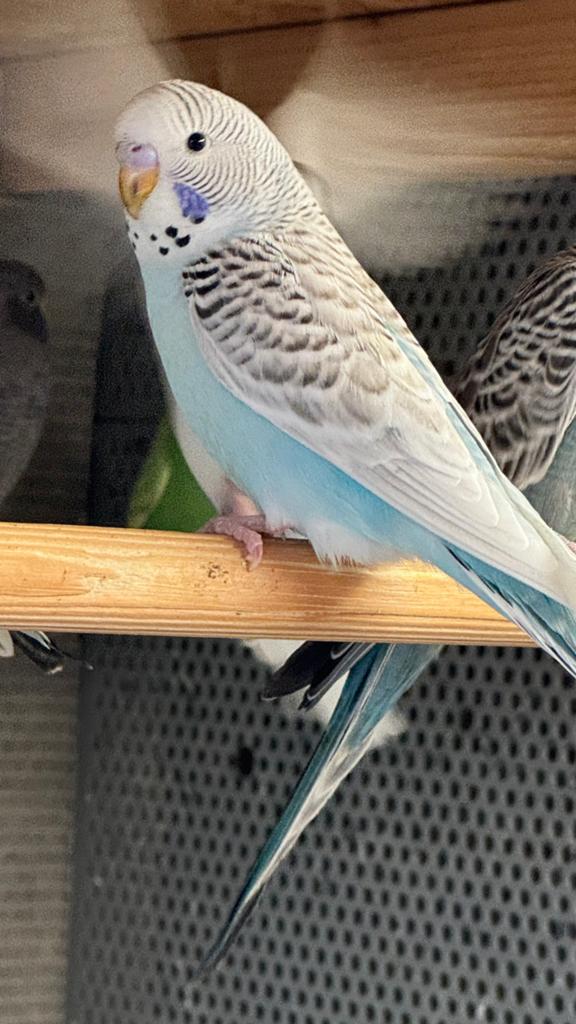 Mooie jonge grasparkieten 10 stuks, Dieren en Toebehoren, Vogels | Parkieten en Papegaaien, Meerdere dieren, Parkiet, Tam